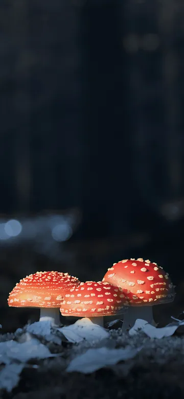 Mushroom Dusk Lock Screen wallpaper